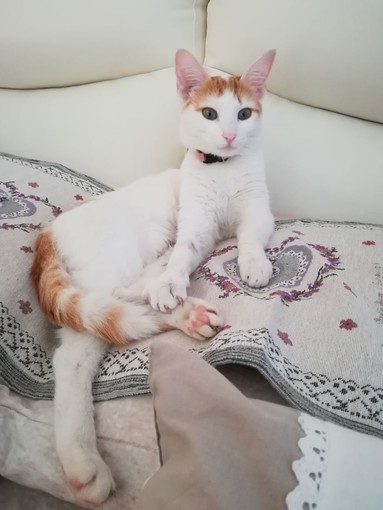 Costarainera: dal 2 gennaio la gattina Josephine non ha più fatto ritorno a casa Costarainera: dal 2 gennaio la gattina Josephine non ha più fatto ritorno a casa