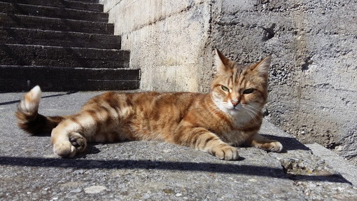 Riva Ligure: ritrovati i padroni della gattina rossa in giro da qualche giorno in via Alcide De Gasperi
