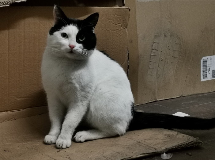 Sanremo: è stato trovato un gatto bianco e nero, si cercano i suoi proprietari