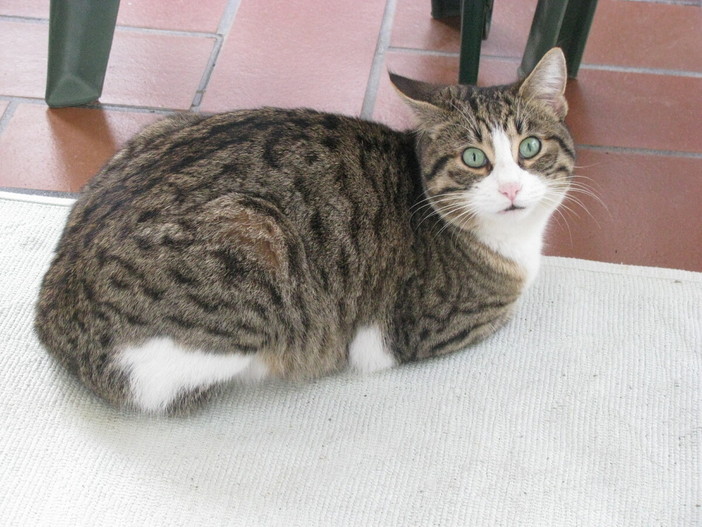 Sanremo: trovato un gatto tigrato-bianco in Strada Solaro 144, si cerca il proprietario