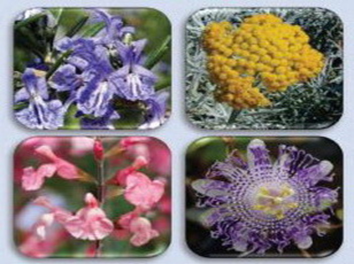 Sanremo: il prossimo 18 maggio al CREA, giornata divugativa sulle piante aromatiche Sanremo: il prossimo 18 maggio al CREA, giornata divugativa sulle piante aromatiche