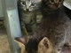 Sanremo: tre bellissimi gattini di 40 giorni aspettano di avere una nuova famiglia