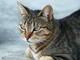 la foto del gatto è generica la foto del gatto è generica