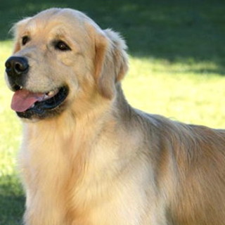 Il 24 giugno ad Ospedaletti a "La Zampa sul Cuore" ritorna l'appuntamento dedicato ai retrievers