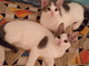 Sanremo: due gattini aspettano anche loro una nuova casetta