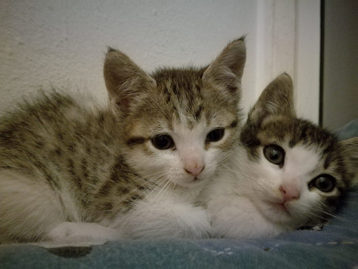 Sanremo: i  quattro gattini hanno trovato tutti delle nuove casette