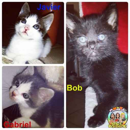 Sanremo: tre gattini Gabrile, Bob e Javier in cerca di nuove famiglie