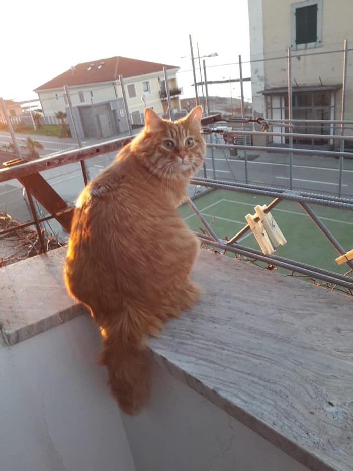 Santo Stefano al Mare: smarrito gatto Jerry in zona ex stazione, l'appello dei proprietari