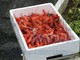 Ventimiglia vuole la Deco per il 'gambero rosso' pescato davanti alla Mortola, si apre una sfida con Sanremo?