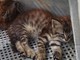 Sanremo: due simpatici gattini giocosi e buffi cercano casa anche separatamente