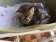 Vallecrosia: i due bellissimi gattini sono stati adottati