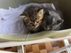 Vallecrosia: i due bellissimi gattini sono stati adottati Vallecrosia: i due bellissimi gattini sono stati adottati