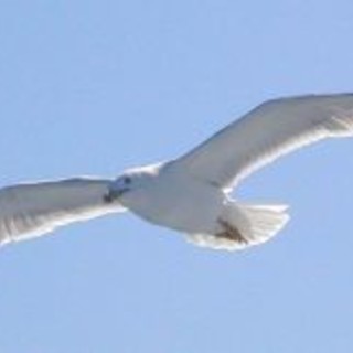 Arma di Taggia: cucciolo di gabbiano sulla porta di casa, lettrice "Grazie ai Vigili del Fuoco che sono intervenuti" Arma di Taggia: cucciolo di gabbiano sulla porta di casa, lettrice "Grazie ai Vigili del Fuoco che sono intervenuti"