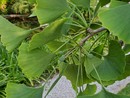 Sanremo: a Villa Ormond cresce il Ginkgo biloba, l’albero che ha sfidato la bomba atomica Sanremo: a Villa Ormond cresce il Ginkgo biloba, l’albero che ha sfidato la bomba atomica