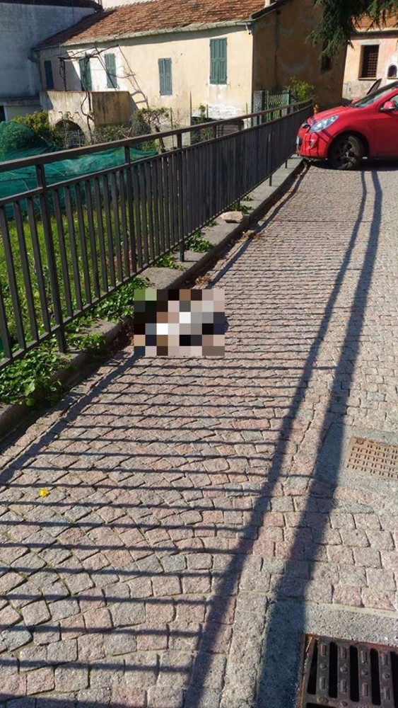 Chiusanico: moria di gatti nella frazione di Gazzelli. L'accusa su Facebook: "Uccisi volontariamente dagli abitanti" Chiusanico: moria di gatti nella frazione di Gazzelli. L'accusa su Facebook: "Uccisi volontariamente dagli abitanti"