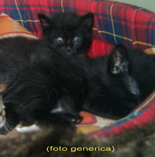 Sanremo: i tre gattini di circa 45 giorni sono stati adottati