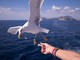 Estate 2018: L'isola d'Ischia una delle mete meravigliose Estate 2018: L'isola d'Ischia una delle mete meravigliose