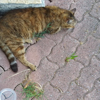 Sanremo: è stata trovata in zona San Lorenzo una gattina, si cercano i proprietari