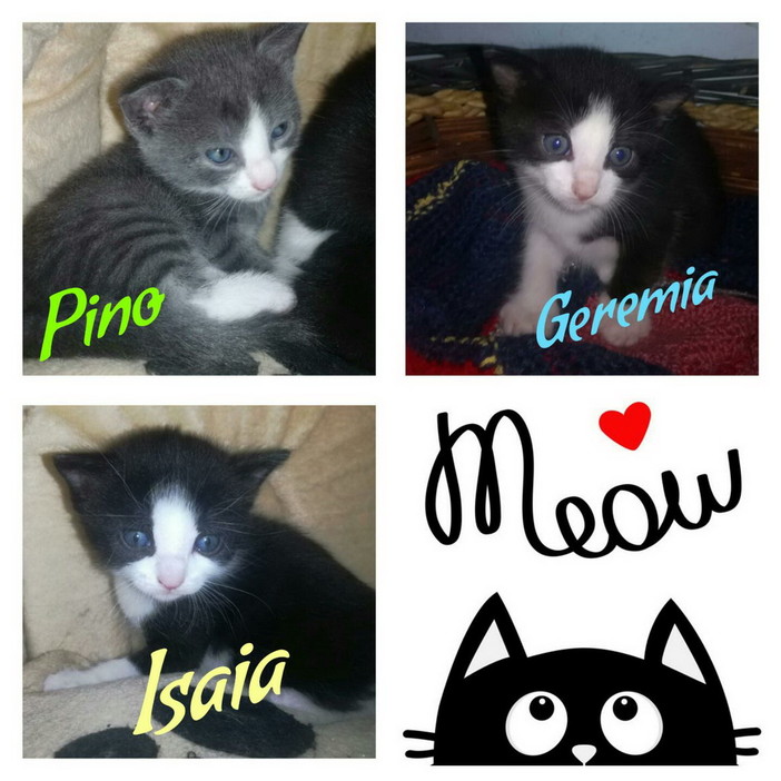 Sanremo: i tre gattini hanno trovato delle nuove famiglie