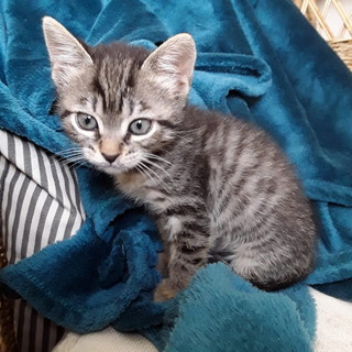 Sanremo: una gattina di due mesi è in cerca di una famiglia
