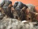 Sanremo: quattro splendidi gattini sono in cerca di una famiglia che li accolga