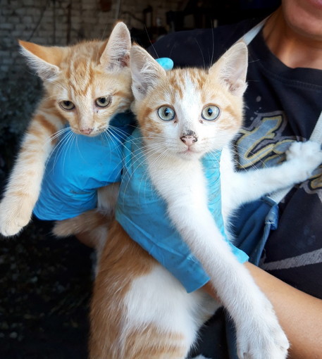 Arma di Taggia:due gattine di due mesi aspettano di essere adottate