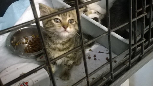 Sanremo: la gattina tigrata di due mesi è stata adottata