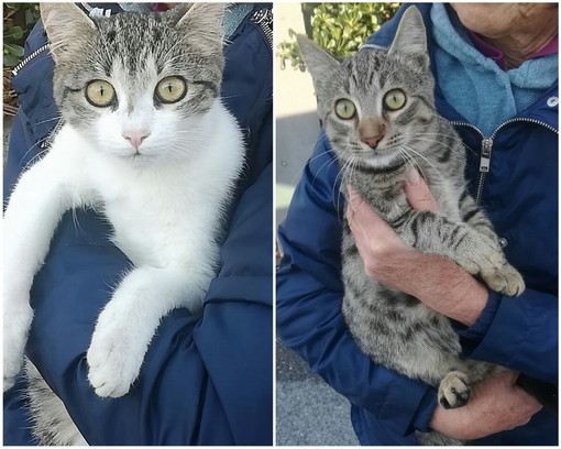 Sanremo: i due gattini Ginger e Fred sono stati adottati