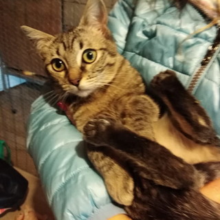 Diano Castello: una gattina di quattro mesi cerca una nuova famiglia