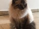 Vallecrosia: smarrito il gatto Dalì con collare e microchip (foto), l'appello dei proprietari