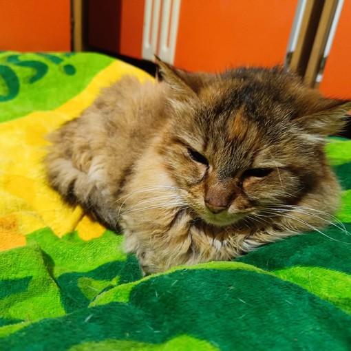 Morte Nina, l'appello di un nostro lettore alle Istituzioni: "Gli animali hanno la nostra stessa dignità" Morte Nina, l'appello di un nostro lettore alle Istituzioni: "Gli animali hanno la nostra stessa dignità"