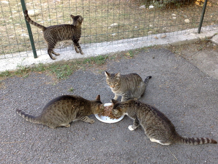 Sanremo: quattro gattine in cerca di una nuova casa Sanremo: quattro gattine in cerca di una nuova casa