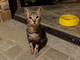 Sanremo: è stato trovato in zona Gozo Inferiore un gatto tigrato, si cercano i suoi proprietari