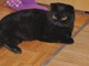Il gatto Merlino