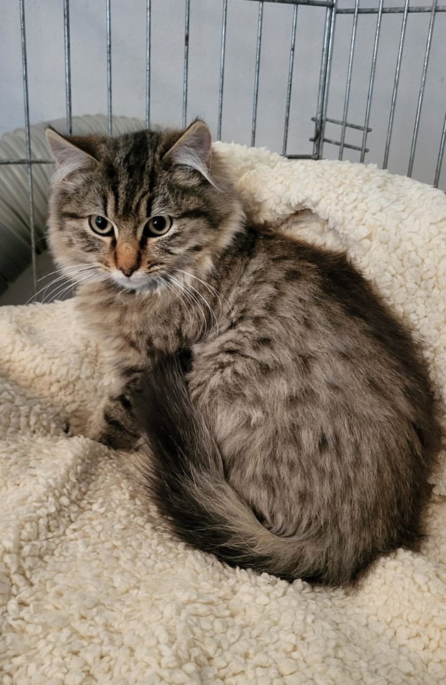Tracy, una piccola gattina 3 mesi e mezzo, è in cerca di una famiglia che la adotti