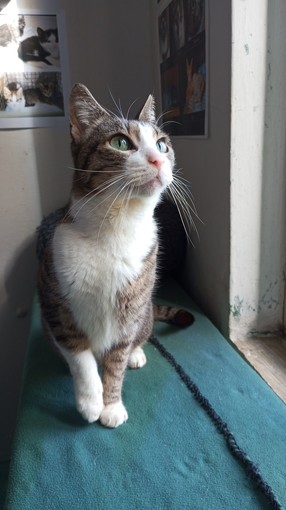 Sanremo: la gattina Ginevra ha bisogno di una nuova famiglia Sanremo: la gattina Ginevra ha bisogno di una nuova famiglia