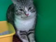 Arma di Taggia: bellissimo gattino di 9 mesi è in cerca di una nuova famiglia Arma di Taggia: bellissimo gattino di 9 mesi è in cerca di una nuova famiglia