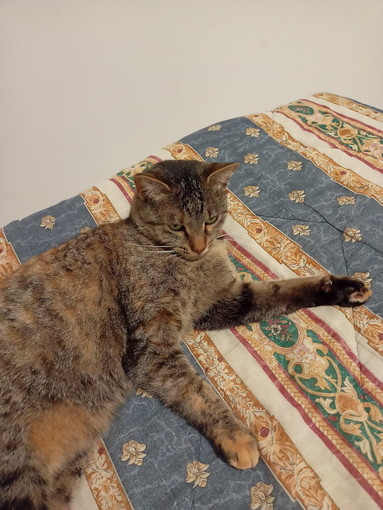 Sanremo: da domenica scorsa è scomparsa la micia nella foto, l'appello dei proprietari