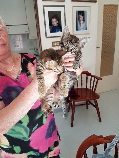 Sanremo: i due gattini dal pelo tigrato sono stati adottati