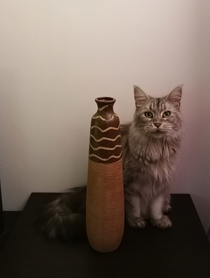 Sanremo: gatta volata giù dalla finestra in zona Borgo, il disperato appello della proprietaria Sanremo: gatta volata giù dalla finestra in zona Borgo, il disperato appello della proprietaria