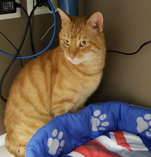 Sanremo: il coccolone 'gatto Ti' aspetta di essere adottato, ha un anno e mezzo ed è affettuoso Sanremo: il coccolone 'gatto Ti' aspetta di essere adottato, ha un anno e mezzo ed è affettuoso