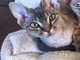 Sanremo: ritrovata gattina devon rex smarrita a settembre Sanremo: ritrovata gattina devon rex smarrita a settembre