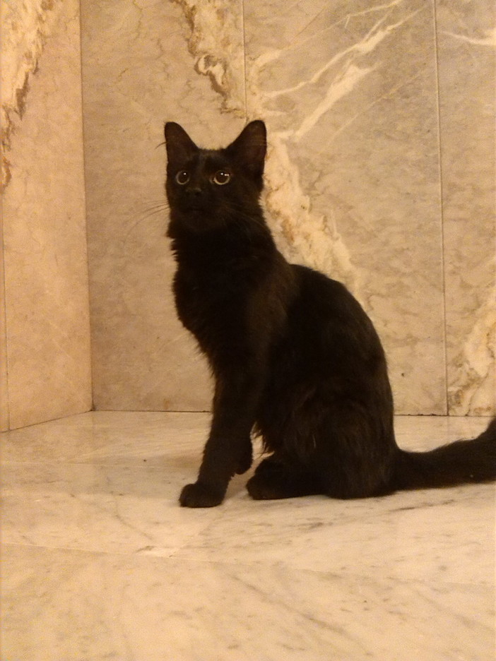 Sanremo: è stato trovato per la strada un gatto nero. Si cerca il proprietario o una famiglia che lo possa adottare Sanremo: è stato trovato per la strada un gatto nero. Si cerca il proprietario o una famiglia che lo possa adottare
