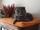 Sanremo: è stato smarrito in corso Marconi dai "Bagni Serenella" un gatto di razza scottish fold, la sua famiglia lo sta cercando Sanremo: è stato smarrito in corso Marconi dai "Bagni Serenella" un gatto di razza scottish fold, la sua famiglia lo sta cercando