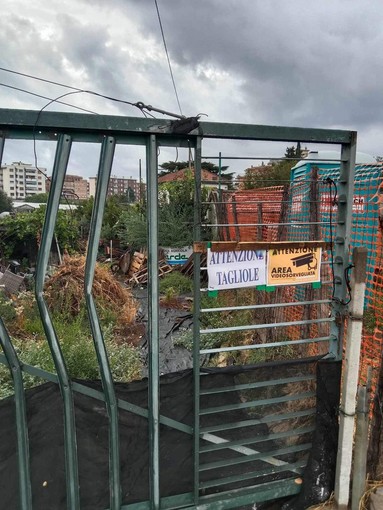 Taggia: gatto mutilato, "Non ci sono tagliole, abbiamo problemi con la colonia felina" Taggia: gatto mutilato, "Non ci sono tagliole, abbiamo problemi con la colonia felina"