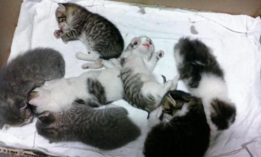 Taggia: sabato raccolta cibo per i randagi, iniziativa con la Lega del Gattino Taggia: sabato raccolta cibo per i randagi, iniziativa con la Lega del Gattino