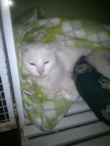 Lega per la Difesa del Cane di Ventimiglia: la bellissima gattina bianca è stata adottata Lega per la Difesa del Cane di Ventimiglia: la bellissima gattina bianca è stata adottata