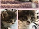 Badalucco: Cosma gattina di 45 giorni aspetta di essere adottata