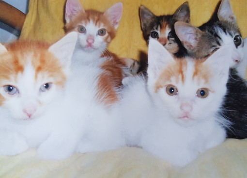 Sanremo: i cinque gattini nei giorni scorsi sono stati tutti adottati