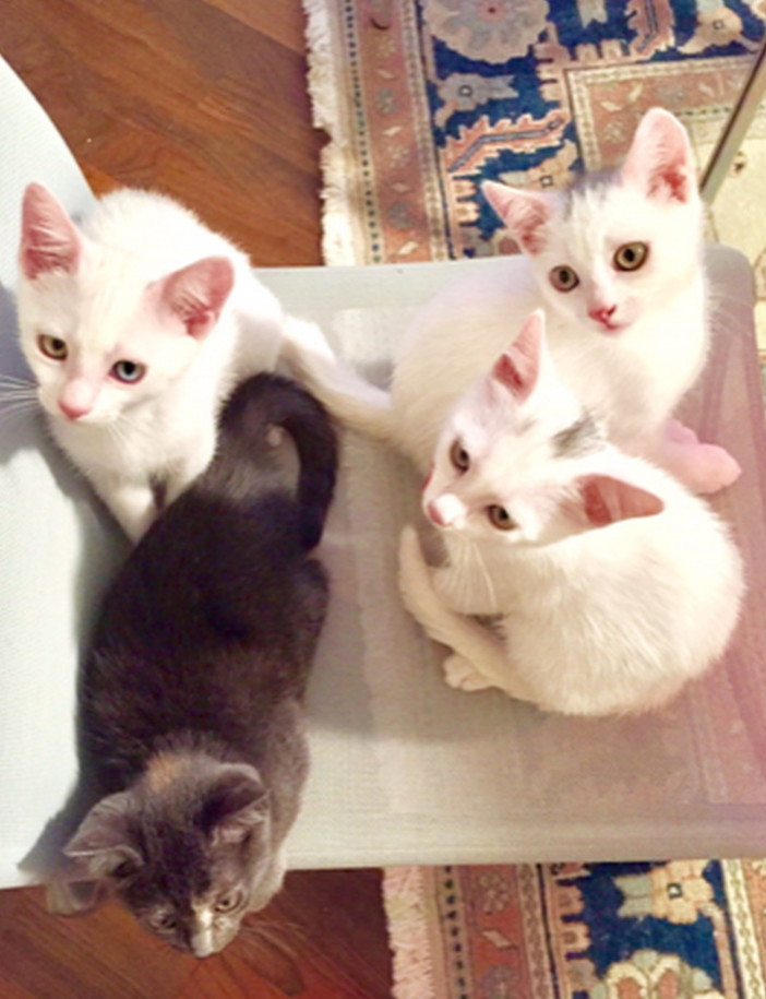 Sanremo: quattro gattini cercano anche loro una nuova famiglia